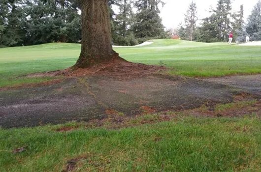 Tree on lawn
